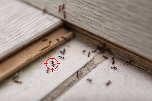 Spider Control Near Me in Del Aire, CA