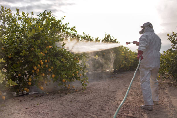 Best Bird Control  in Del Aire, CA
